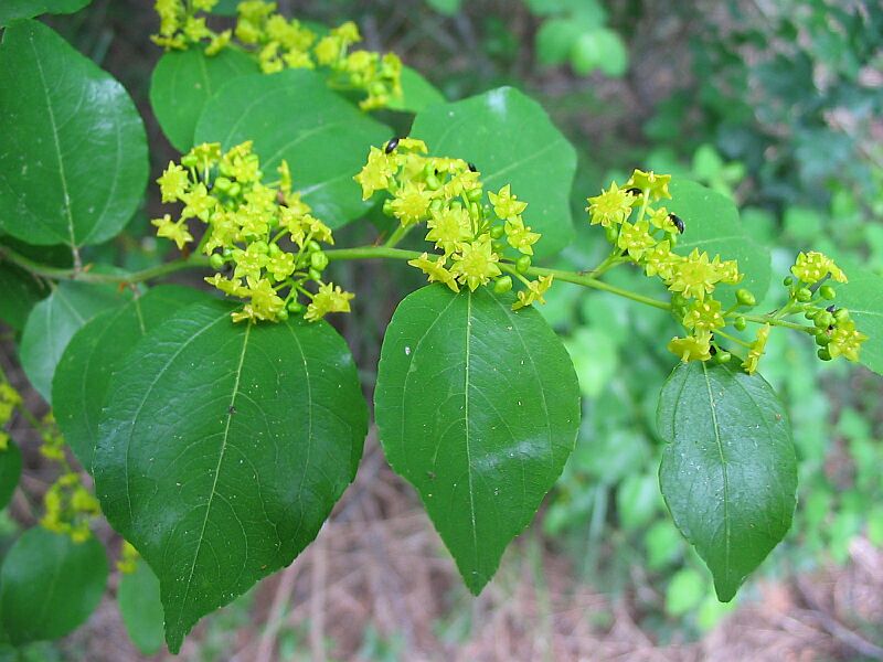 Paliurus spina-christi / Marruca